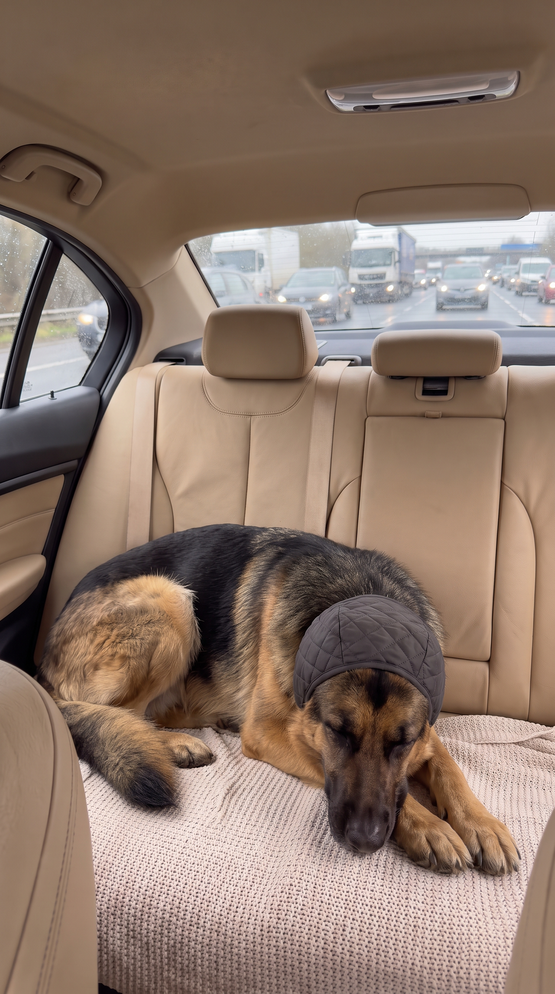 Perro tranquilo en el coche