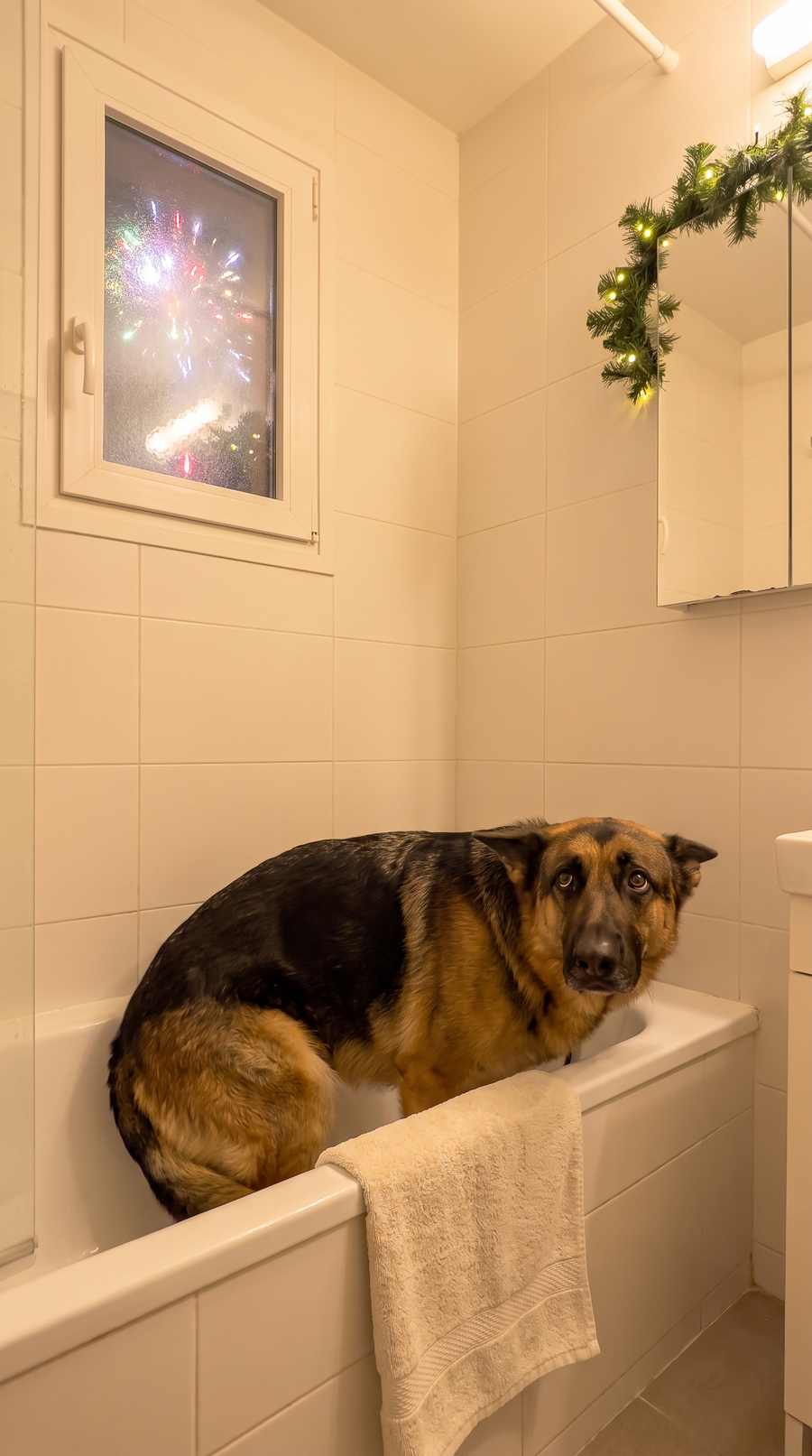 Perro escondido en la bañera por miedo a los petardos